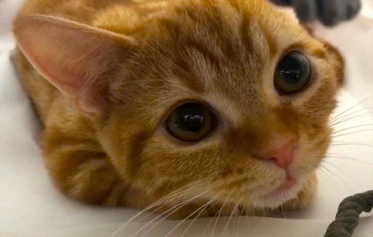 山田裕貴が100匹以上の猫とモフモフ！ ニャンコ王国に潜入