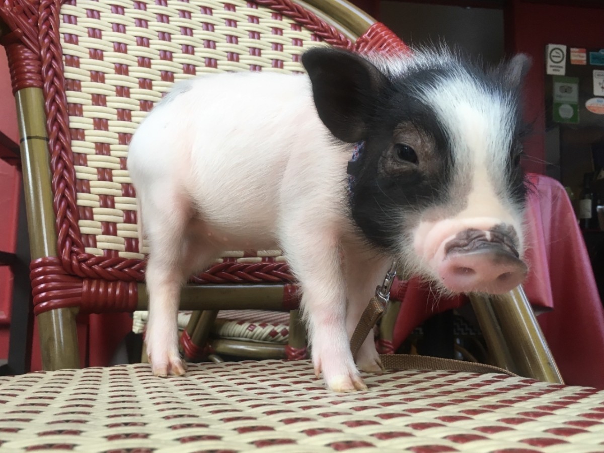 小動物園 HARRY PIGGY ／ Photo Studio Hari‐Pigi