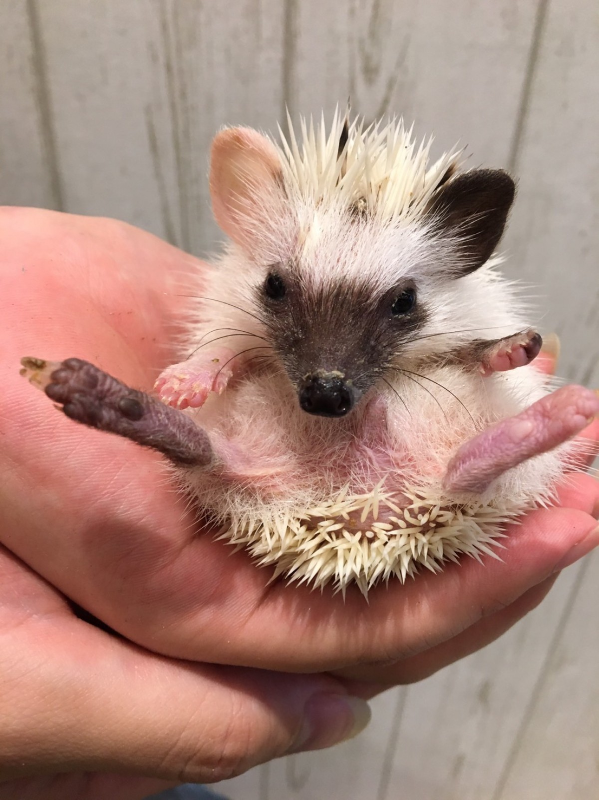 小動物園 HARRY PIGGY ／ Photo Studio Hari‐Pigi