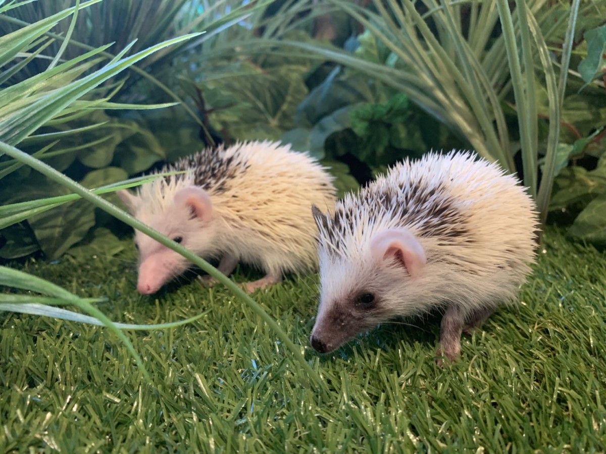 小動物園 HARRY PIGGY ／ Photo Studio Hari‐Pigi