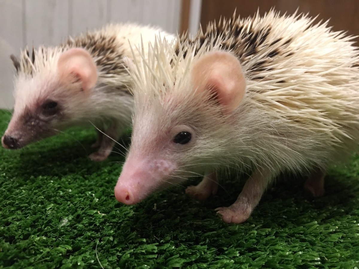 小動物園 HARRY PIGGY ／ Photo Studio Hari‐Pigi