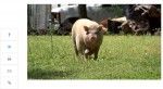 ブタが逃走！ 数ヵ月逃げ続け街のマスコット的存在に