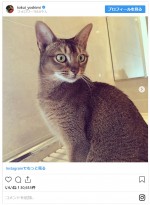 徳井の愛猫たち　※「徳井義実（チュートリアル）」インスタグラム