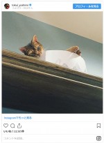 徳井の愛猫たち　※「徳井義実（チュートリアル）」インスタグラム