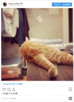 徳井の愛猫たち　※「徳井義実（チュートリアル）」インスタグラム