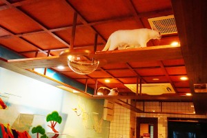 銭湯風保護猫カフェ「ねこ浴場」
