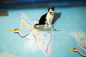 銭湯風保護猫カフェ「ねこ浴場」