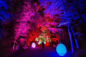 下鴨神社 糺の森の光の祭 Art by teamLab - TOKIO インカラミ