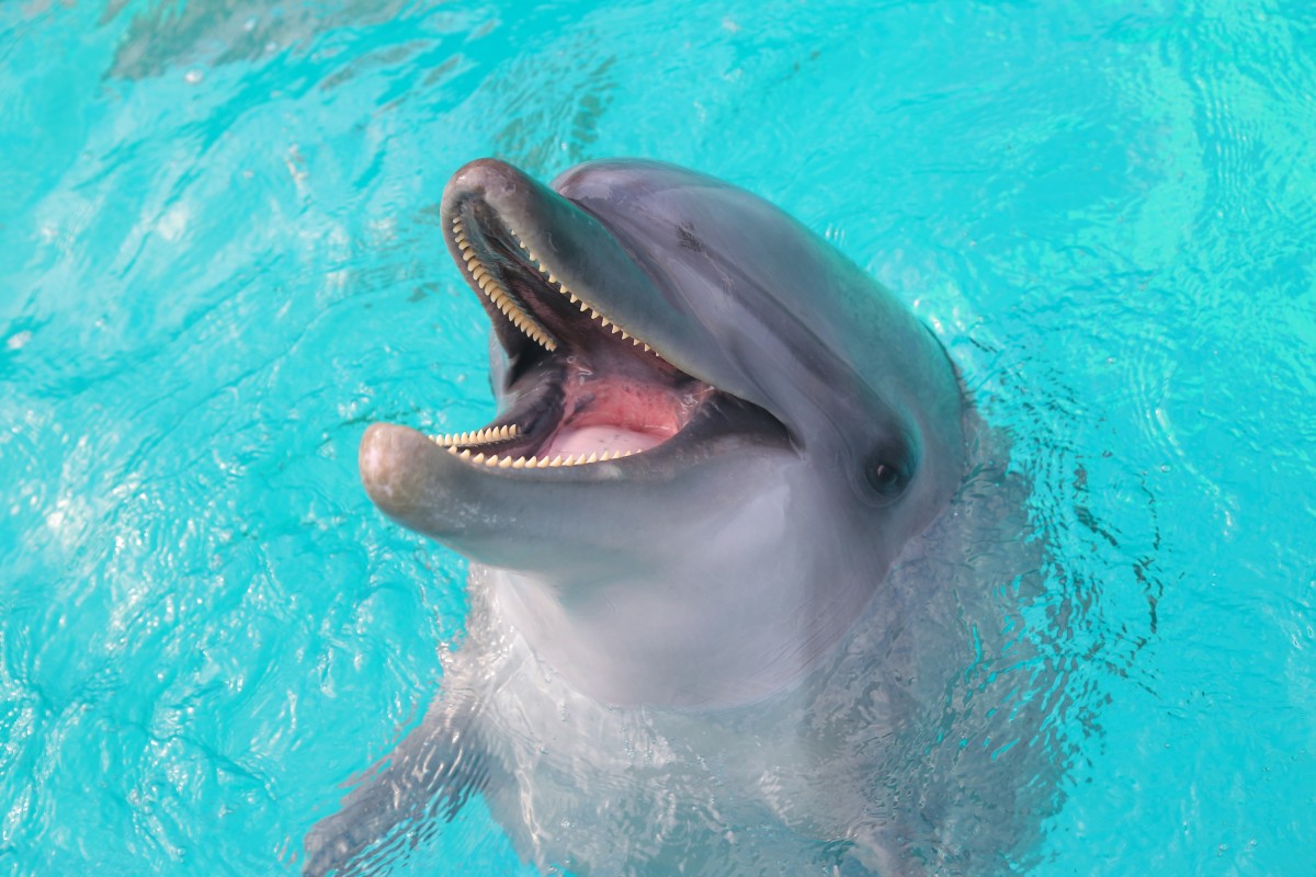 しながわ水族館