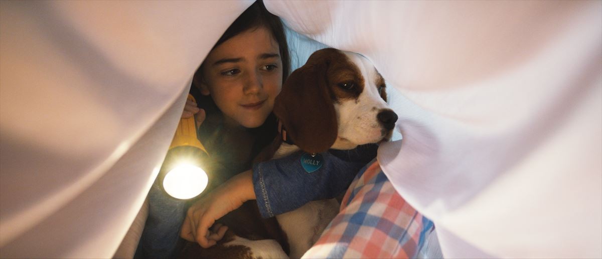 何度生まれ変わっても…『僕のワンダフル・ジャーニー』人と犬の絆に感動の本編