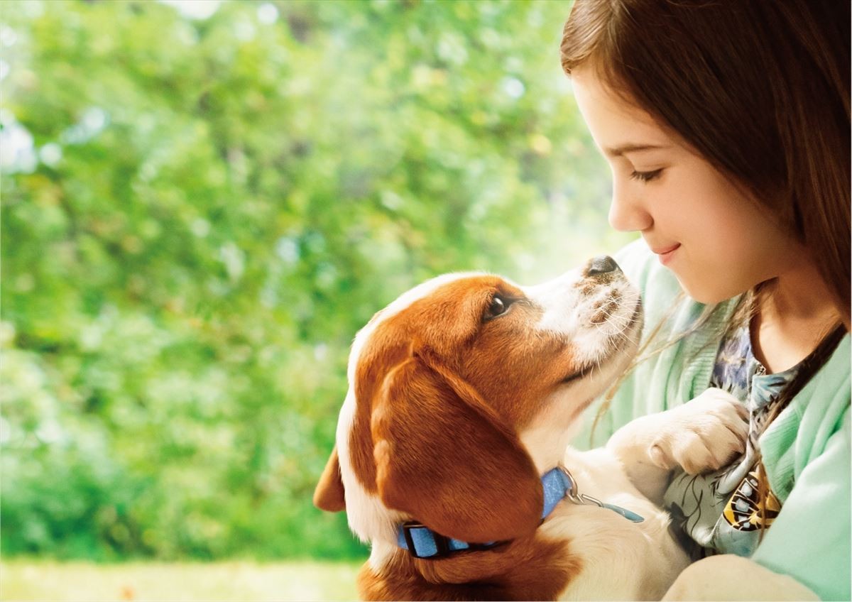 何度生まれ変わっても…『僕のワンダフル・ジャーニー』人と犬の絆に感動の本編