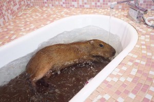 原宿かわいい動物園