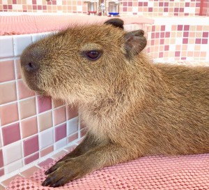 原宿かわいい動物園