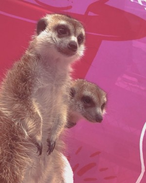 原宿かわいい動物園