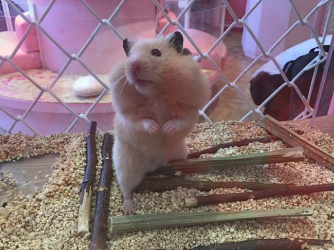 タッチokな 原宿かわいい動物園 に潜入 カピバラやフェネックに癒やされた 19年8月25日 写真 特集 レポート クランクイン トレンド