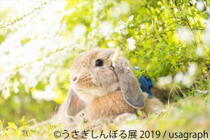 うさぎしんぼる展 2019