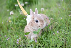 うさぎしんぼる展 2019