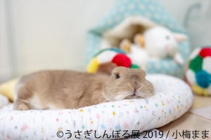 うさぎしんぼる展 2019