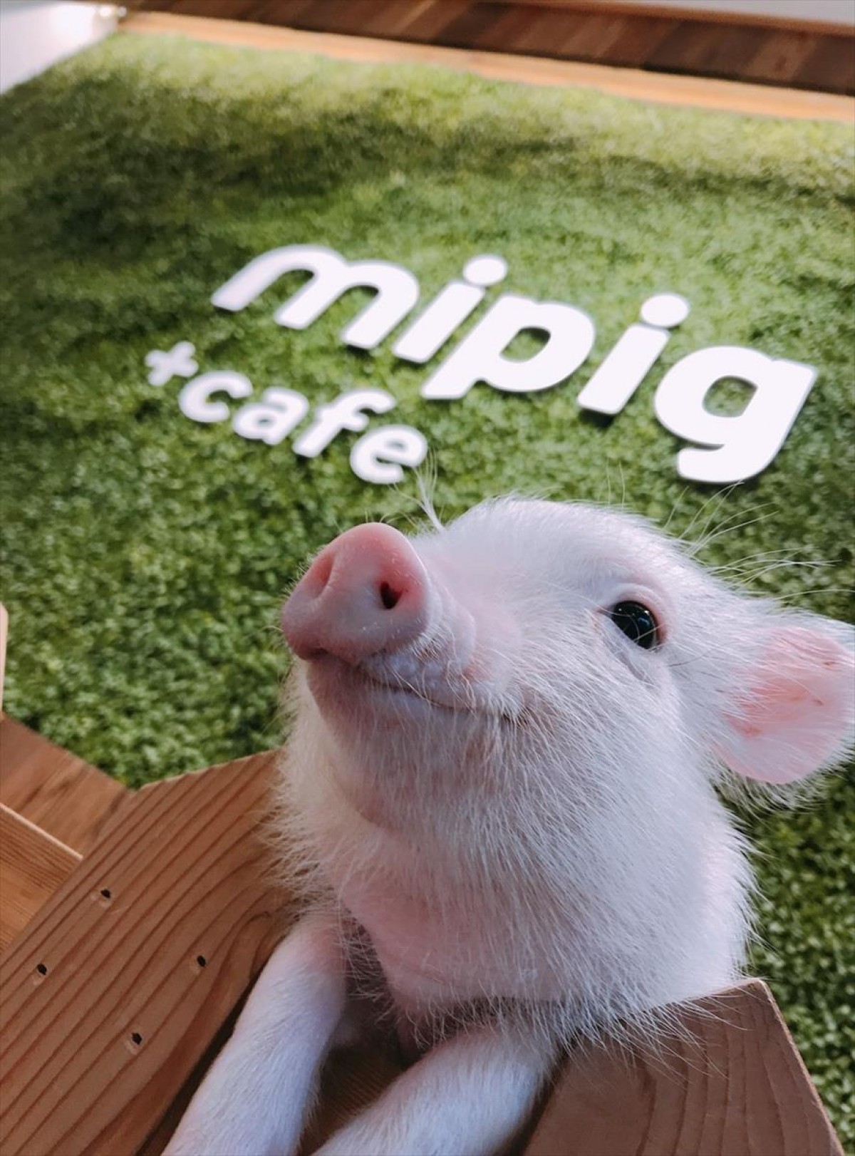 mipig 原宿