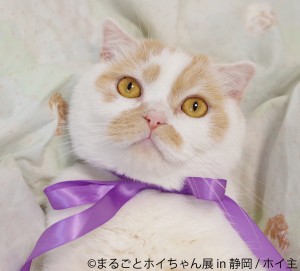 「ねこ休み展」スピンオフ企画「まるごとホイちゃん展 in 静岡」