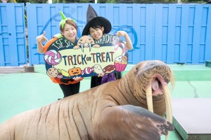 伊勢シーパラダイスでハロウィンイベント開催！　動物が身近になるスタンプラリーも