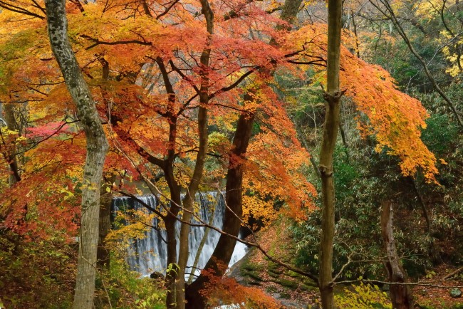 秋のおでかけ といえばやっぱり 紅葉 関東の 絶景紅葉スポット3選 19年9月21日 写真 特集 レポート クランクイン トレンド
