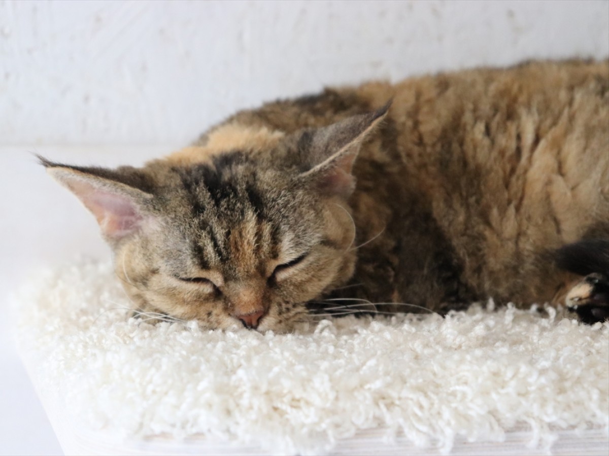 ねこまつりat湯島