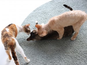 ねこまつりat湯島