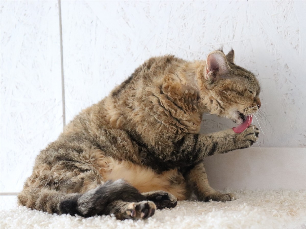 ねこまつりat湯島