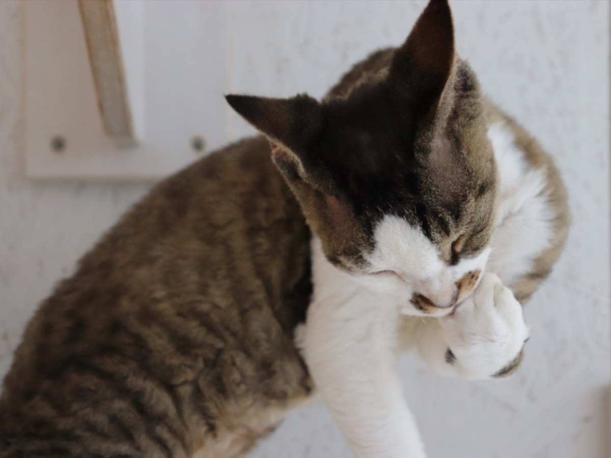 ねこまつりat湯島