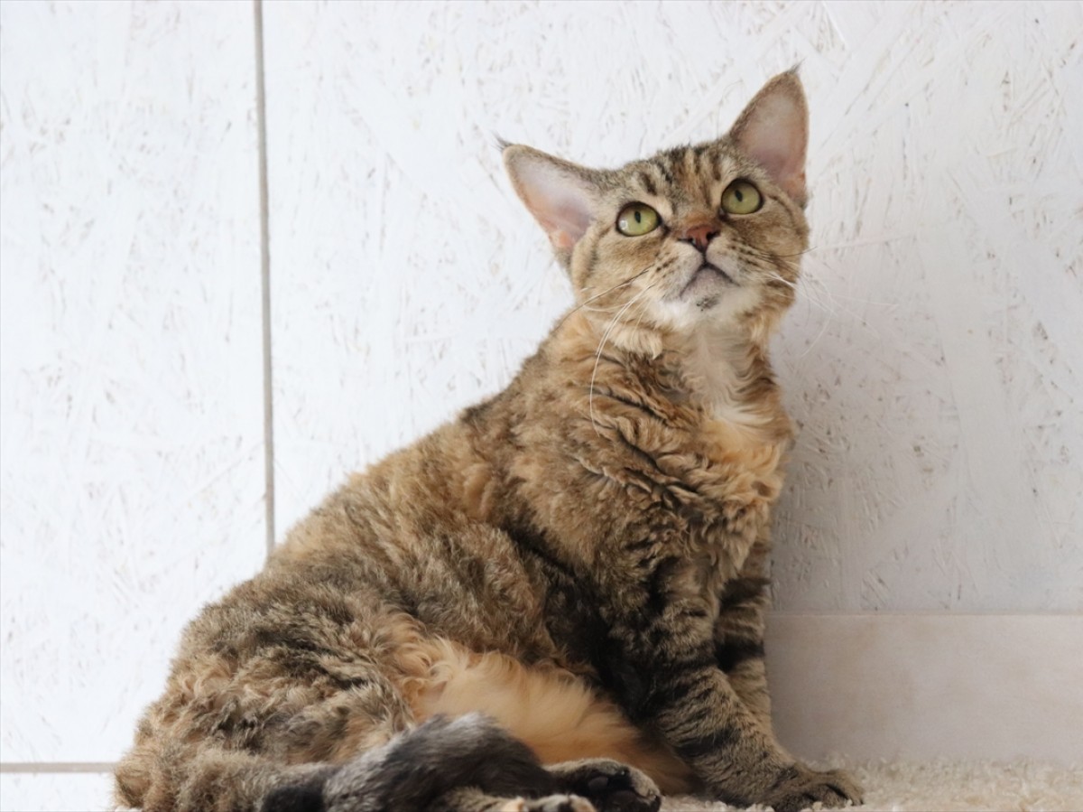 ねこまつりat湯島