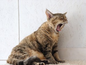 ねこまつりat湯島