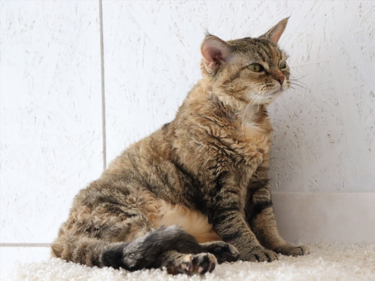 ねこまつりat湯島