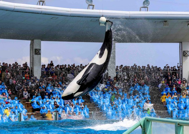 鴨川シーワールド、10月1日は入園料半額に！　開業49周年を記念して