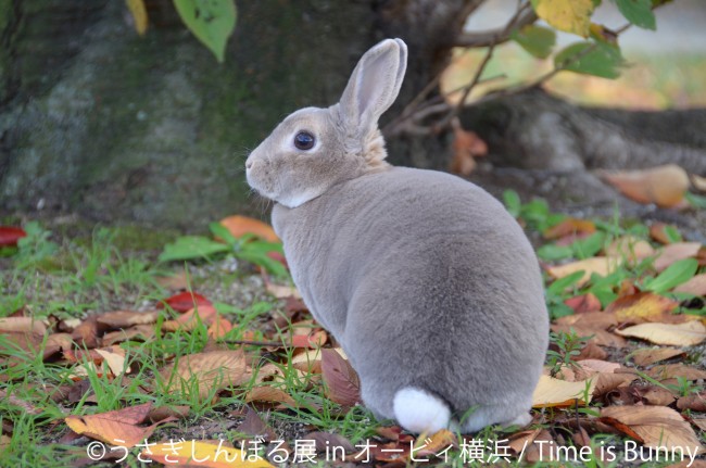 うさぎしんぼる展 10 18から横浜で初開催 かわいいウサギの写真