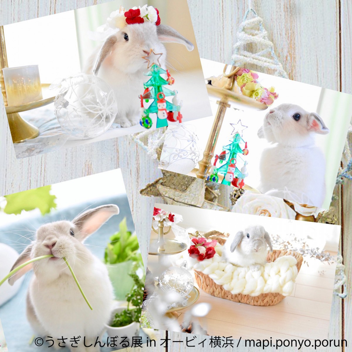 かわいいウサギの写真＆グッズが集合　「うさぎしんぼる展」横浜で開催