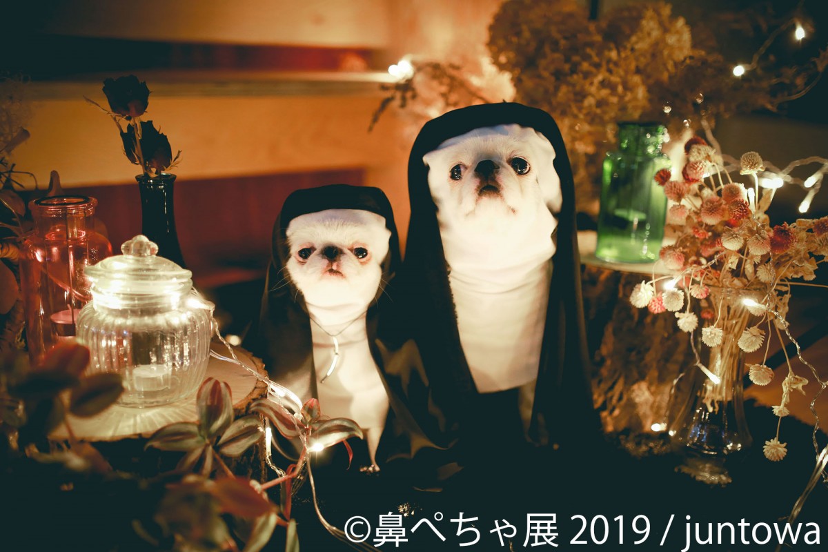鼻ぺちゃ展