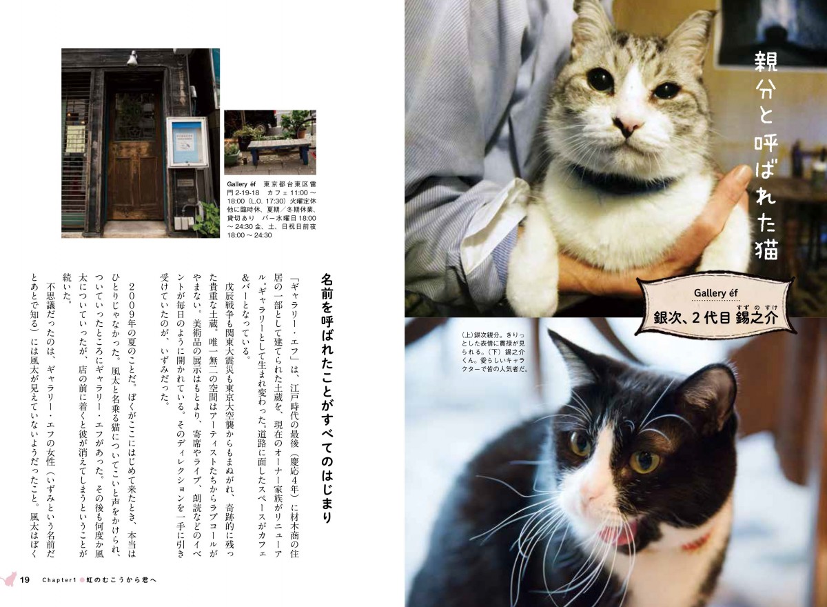 看板にゃん猫
