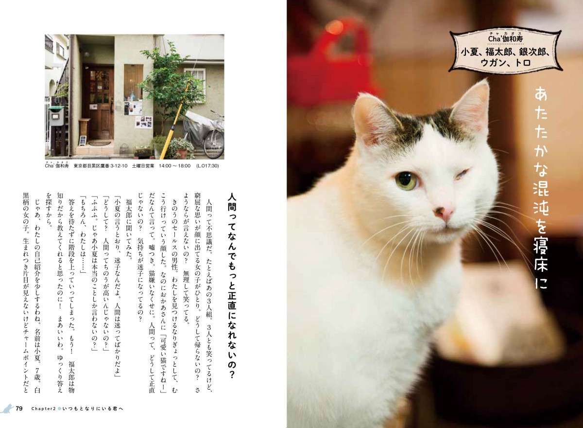 看板にゃん猫