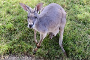 アドベンチャーワールド、アカカンガルーの赤ちゃんが誕生！　顔を出す姿がキュート