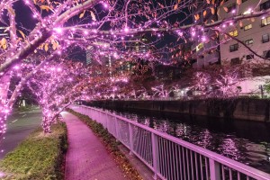 目黒川を彩る“冬の桜”　「目黒川みんなのイルミネーション2019」開催