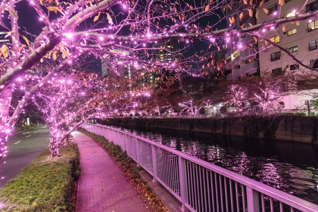 目黒川を彩る“冬の桜”　「目黒川みんなのイルミネーション2019」開催