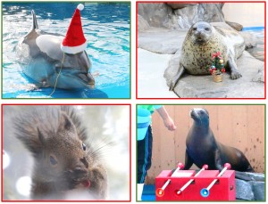 仙台うみの杜水族館、11月9日からクリスマス！　リスやアシカが盛り上げる