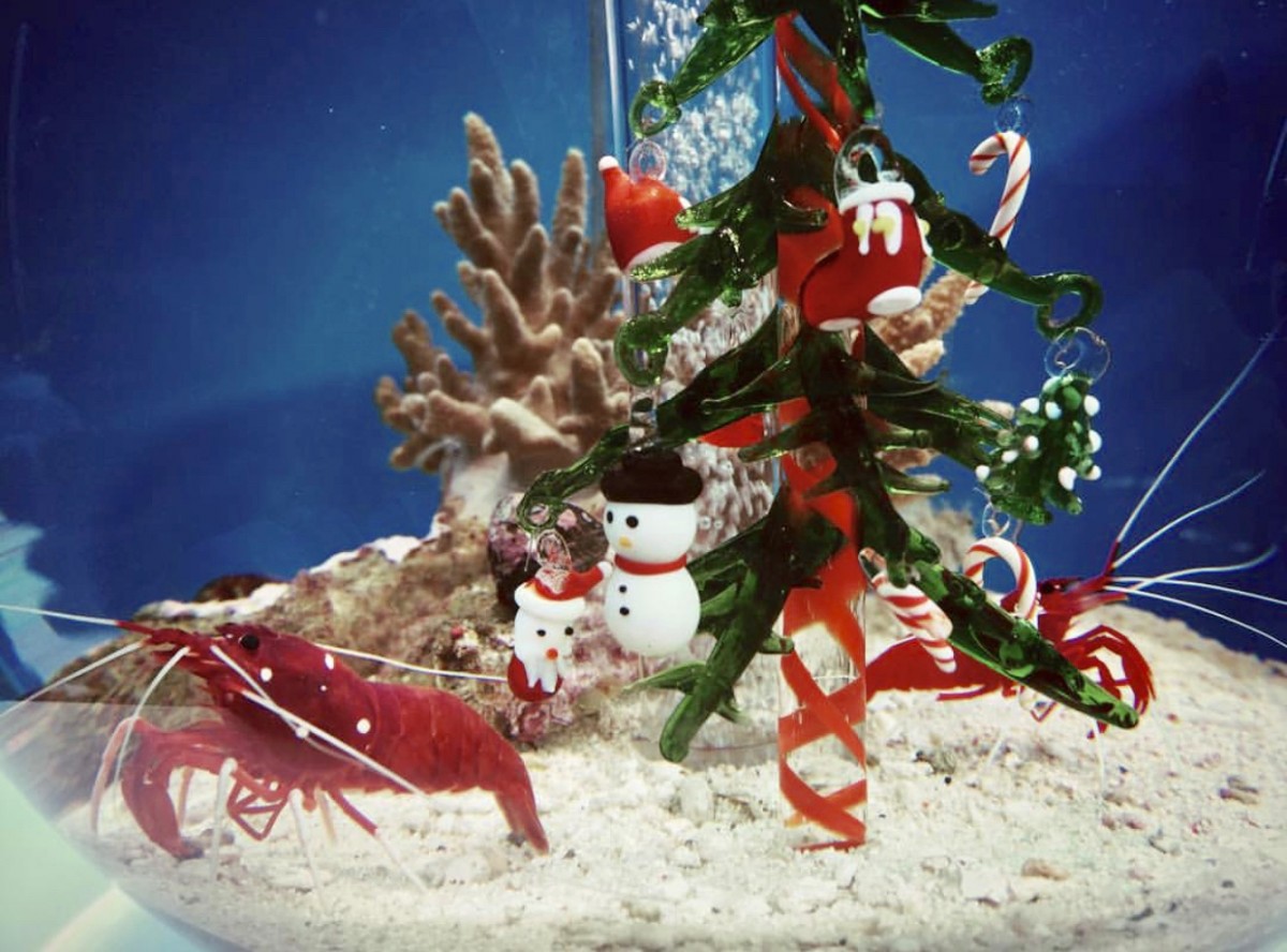 仙台うみの杜水族館「UMINOMORI WINTER クリスマス」