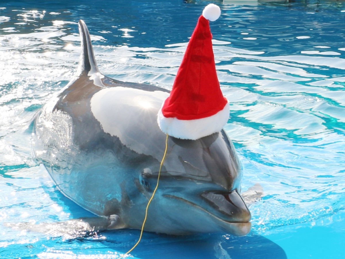 仙台うみの杜水族館「UMINOMORI WINTER クリスマス」