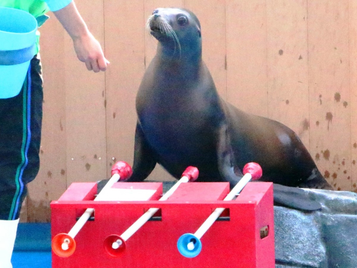 仙台うみの杜水族館「UMINOMORI WINTER クリスマス」
