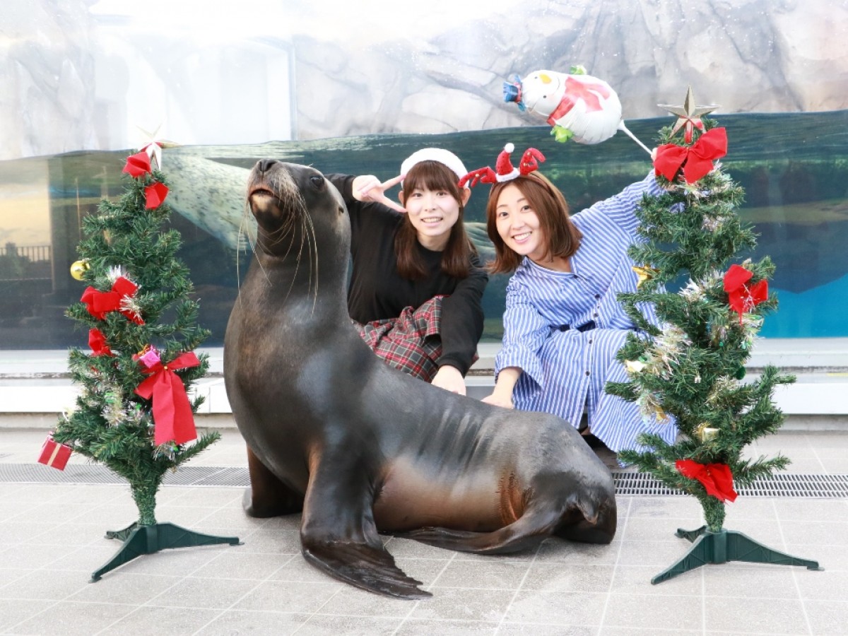 仙台うみの杜水族館「UMINOMORI WINTER クリスマス」