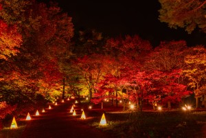 紅葉をライトアップ、埼玉・武蔵丘陵森林公園で「紅葉見ナイト」