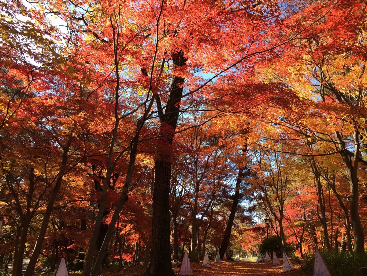 紅葉をライトアップ、埼玉・武蔵丘陵森林公園で「紅葉見ナイト」