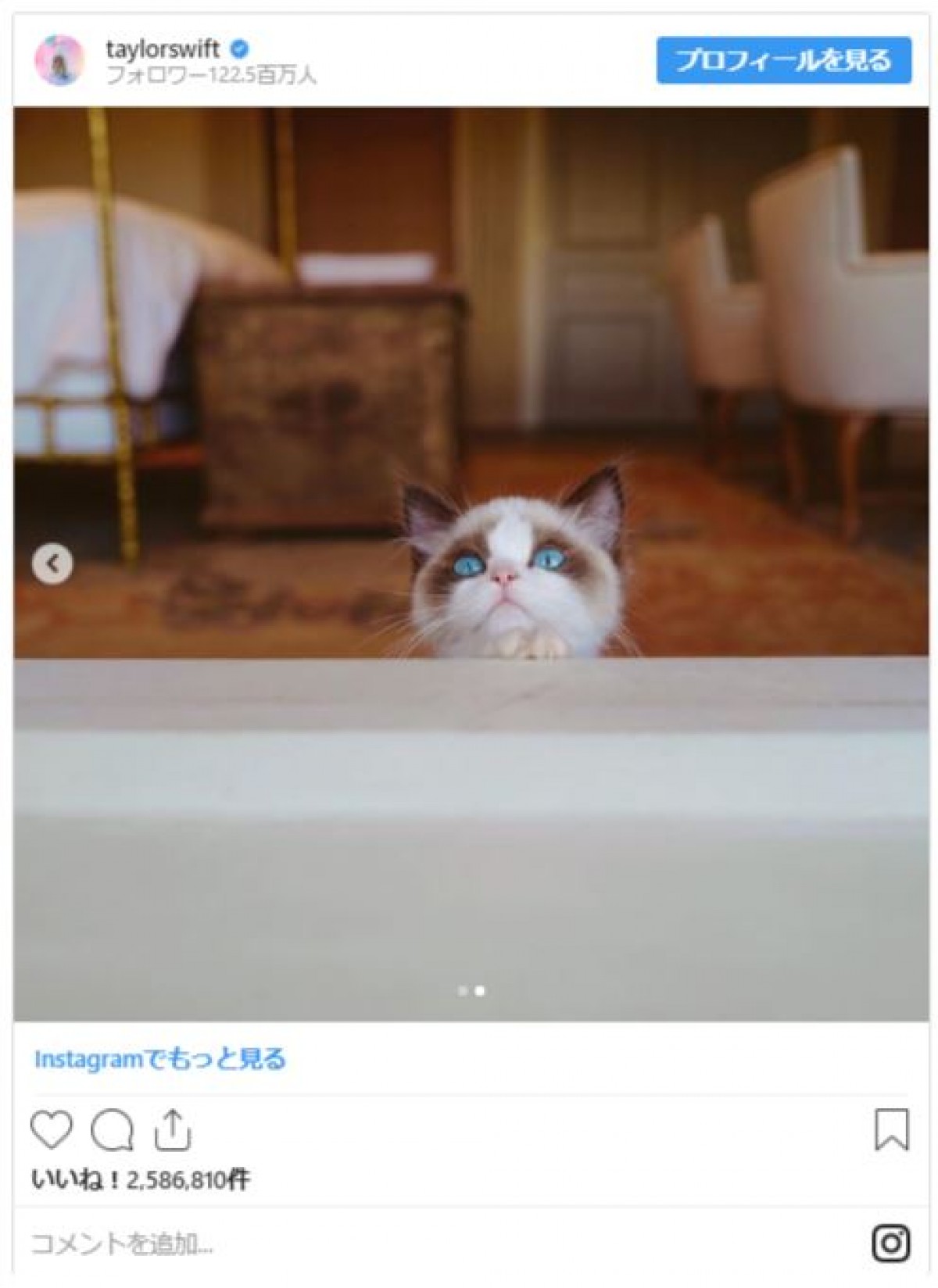 テイラー・スウィフト、2匹の子猫を抱きよせる姿に190万「いいね！」